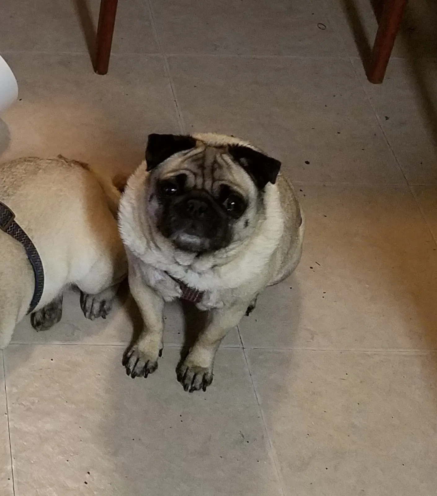 Lost dog in Fort Worth, TX, 76140