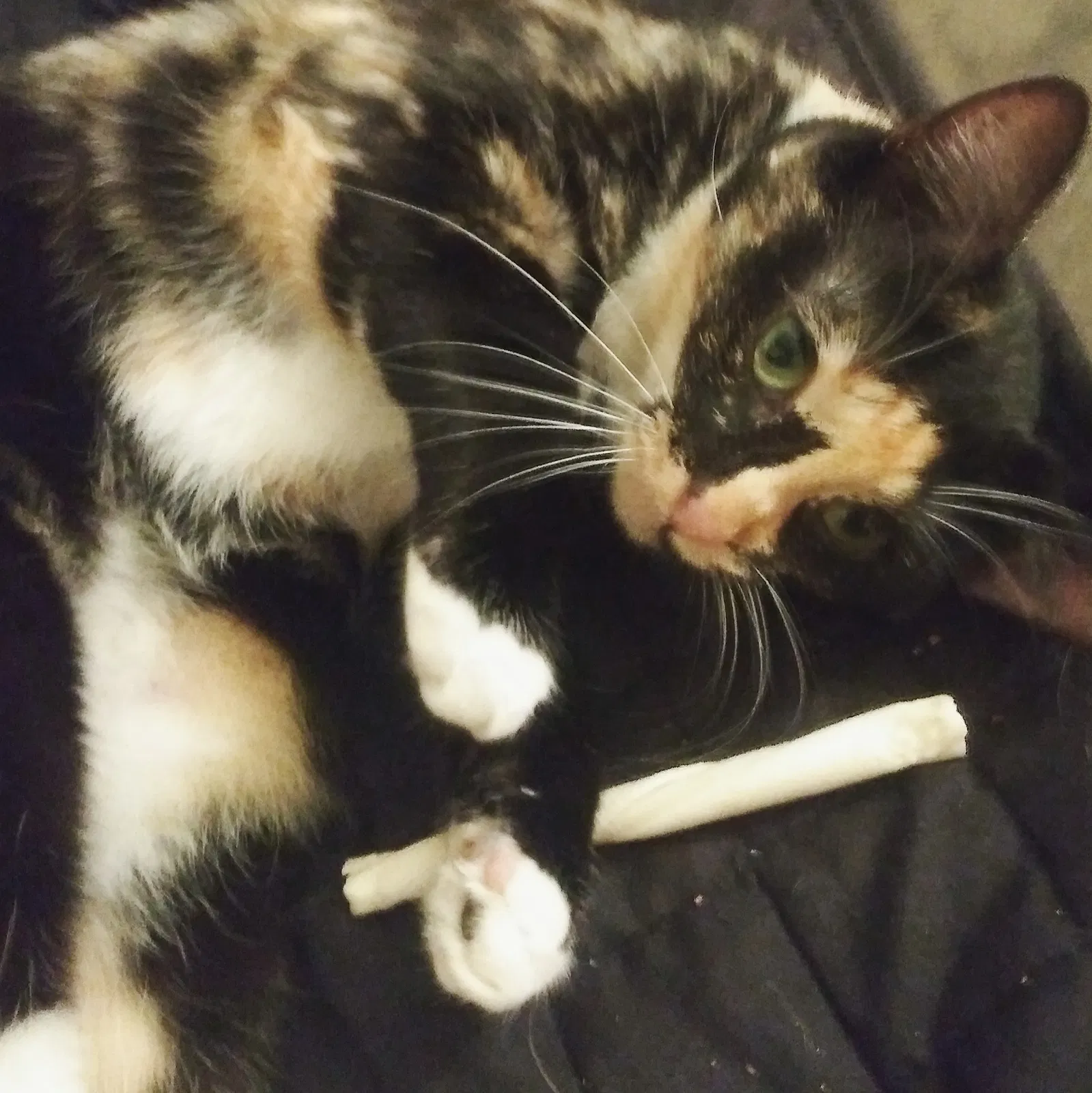 Lost cat in Greeley, CO, 80631