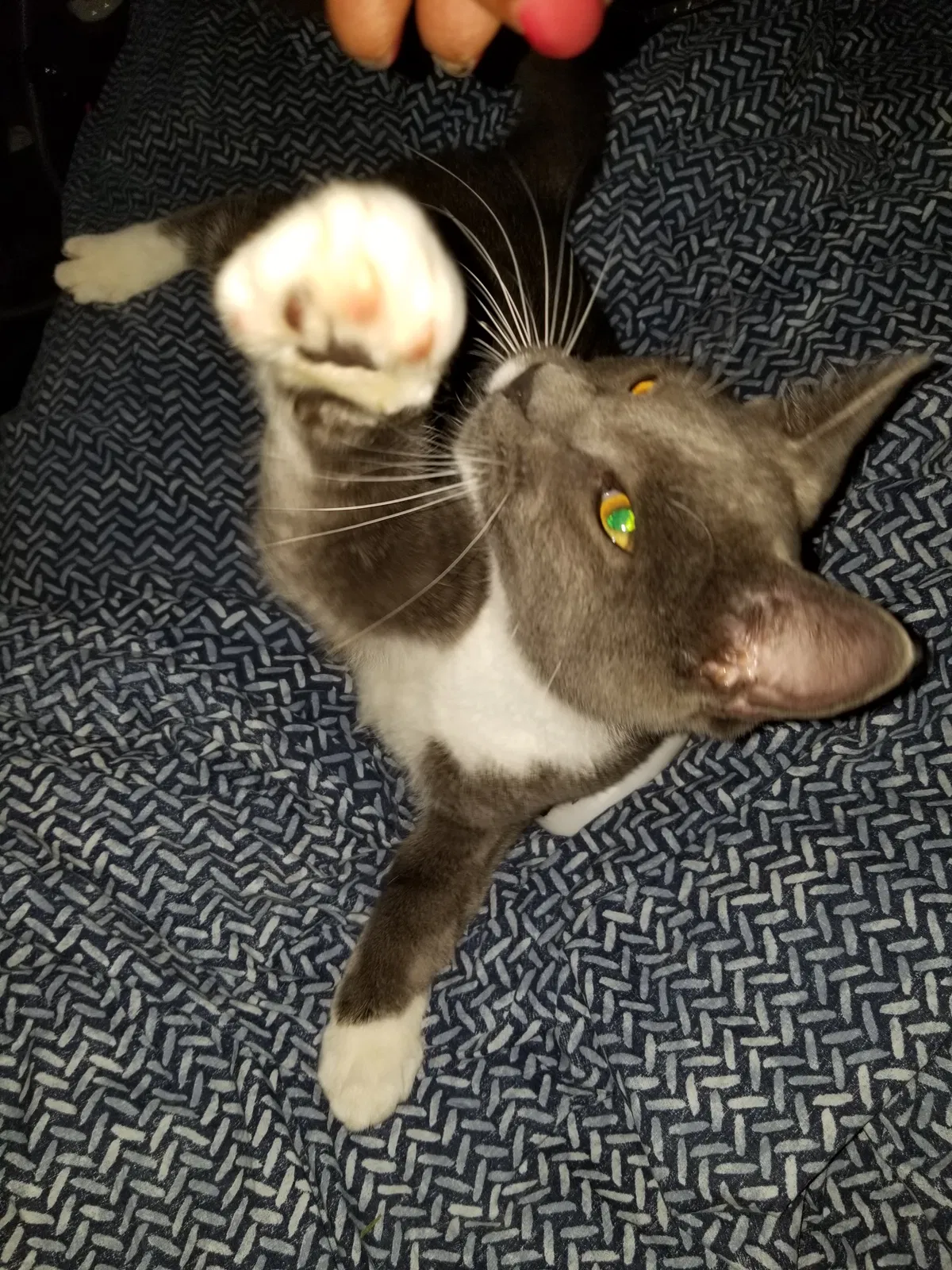 Lost cat in Palm Bay, FL, 32907