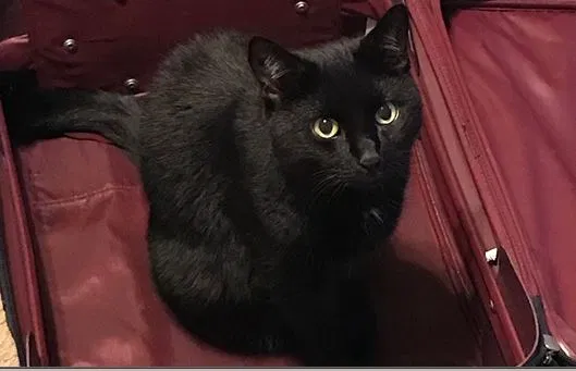 Lost cat in Glastonbury, CT, 6033