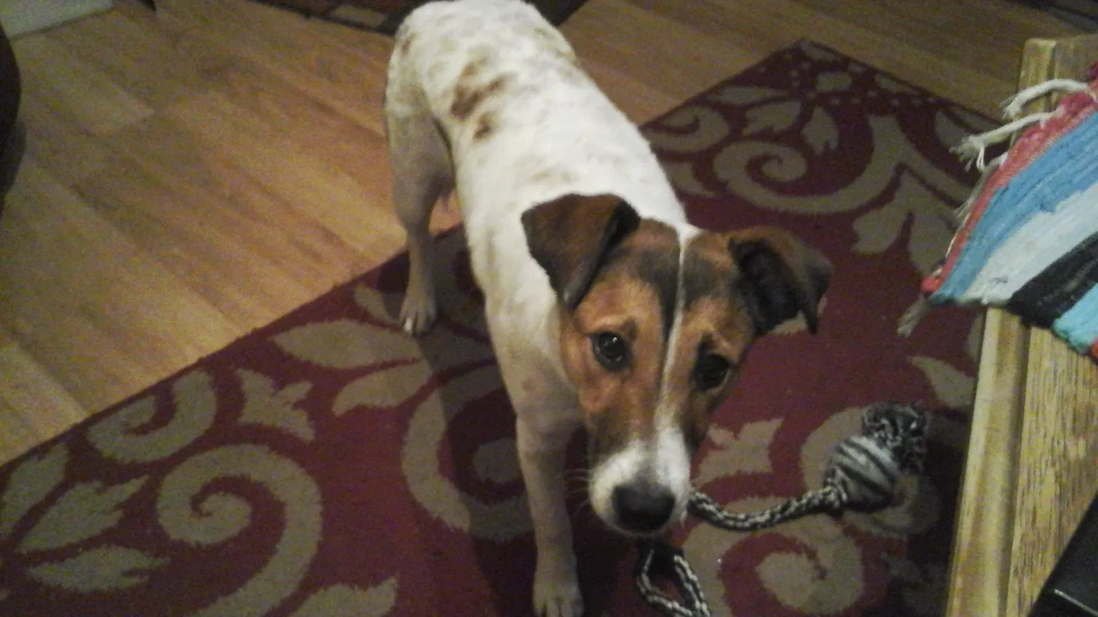 Lost dog in Johnson City, TN, 37601