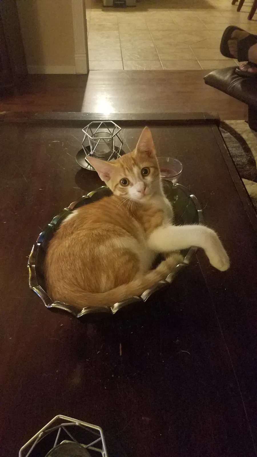 Lost cat in Killeen, TX, 76549