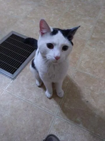 Found cat in Lancaster, PA, 17604