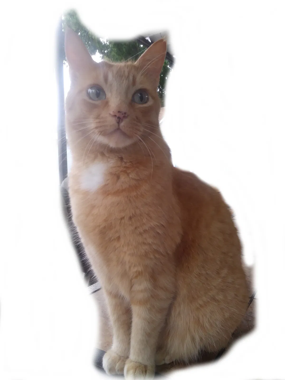 Lost cat in Salt Lake City, UT, 84124