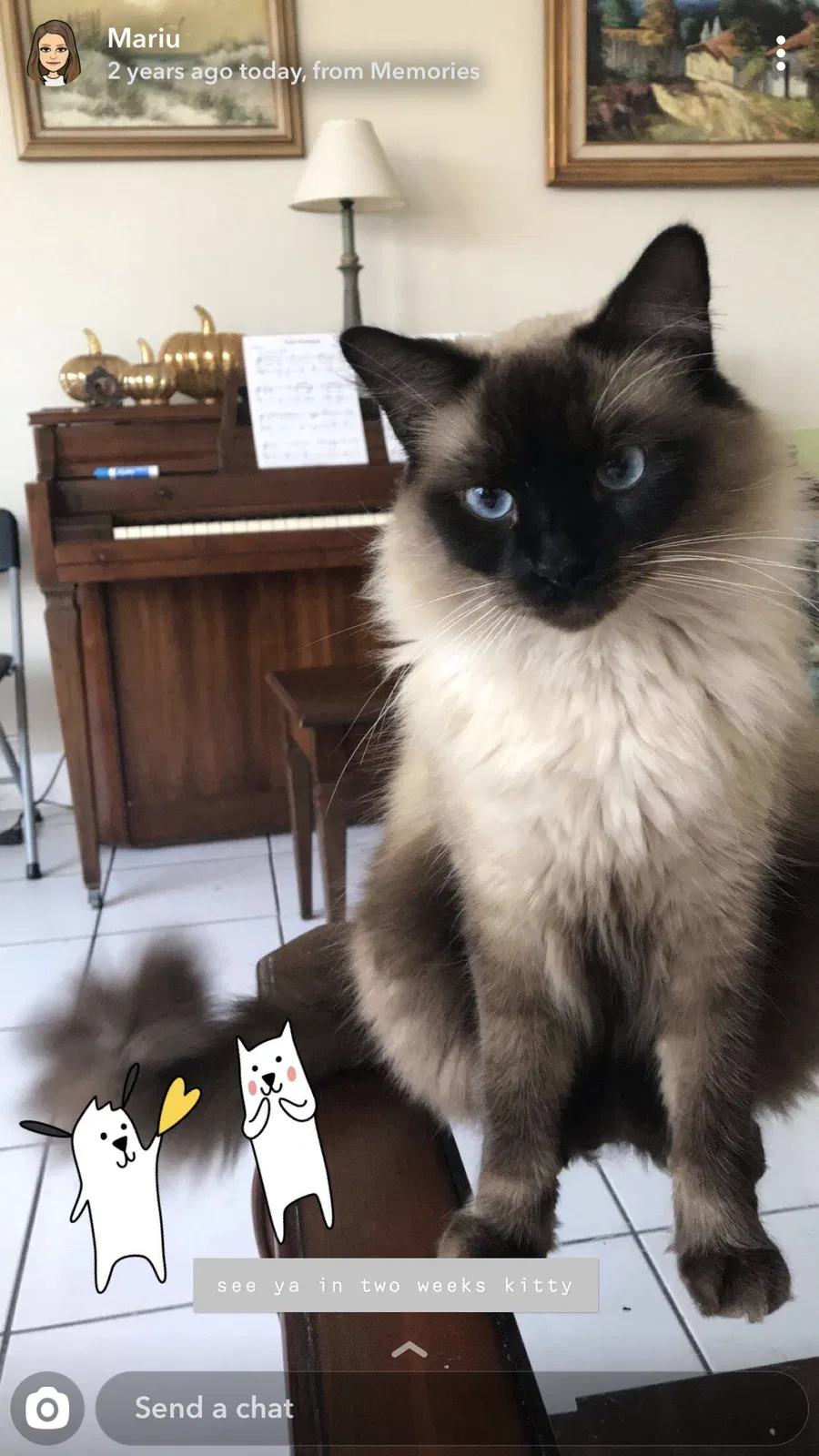 Lost cat in Miami, FL, 33157