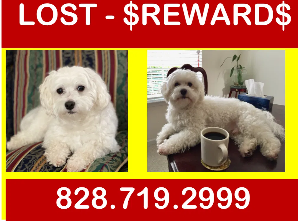 Lost dog in Franklin, NC, 28734