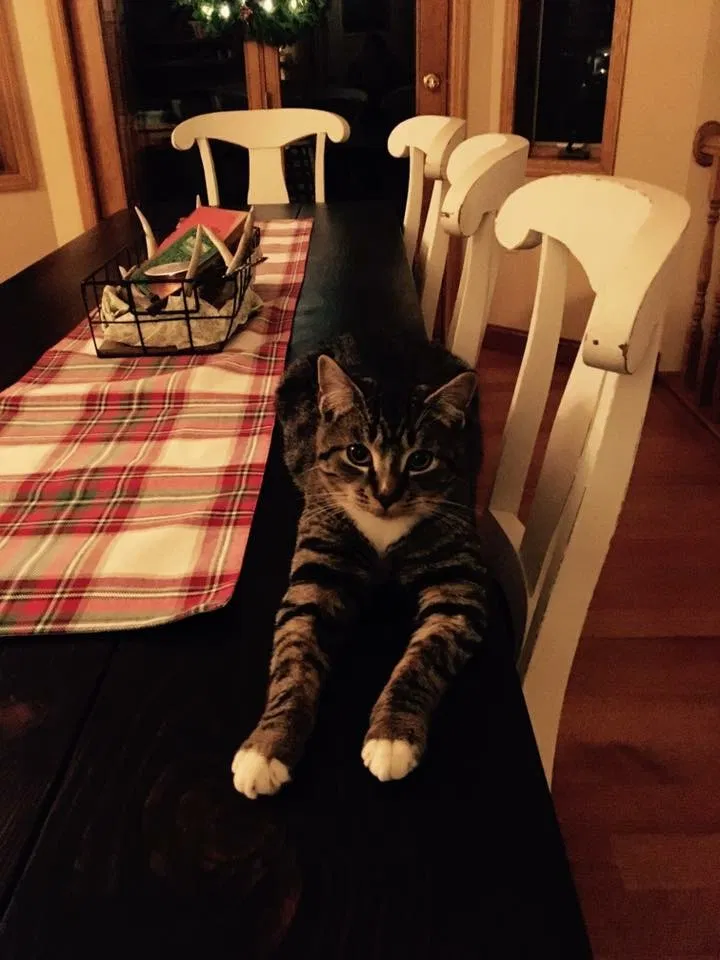 Lost cat in Forest Lake, MN, 55025