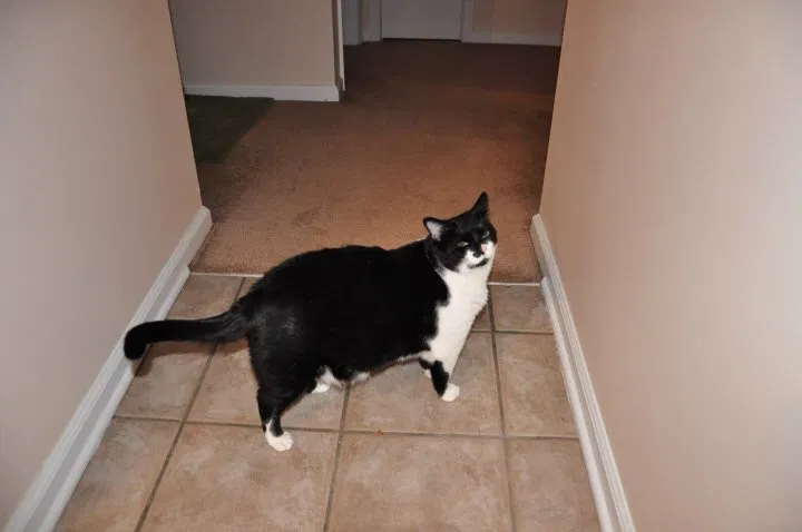 Lost cat in Charlotte, NC, 28211
