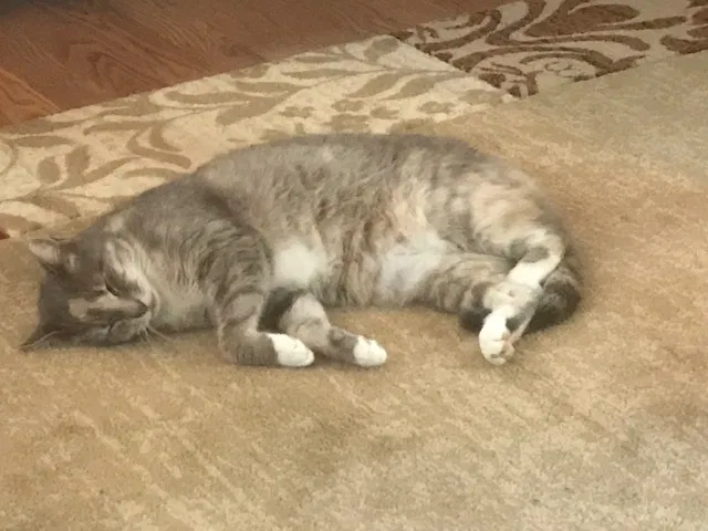 Lost cat in Arvada, CO, 80004