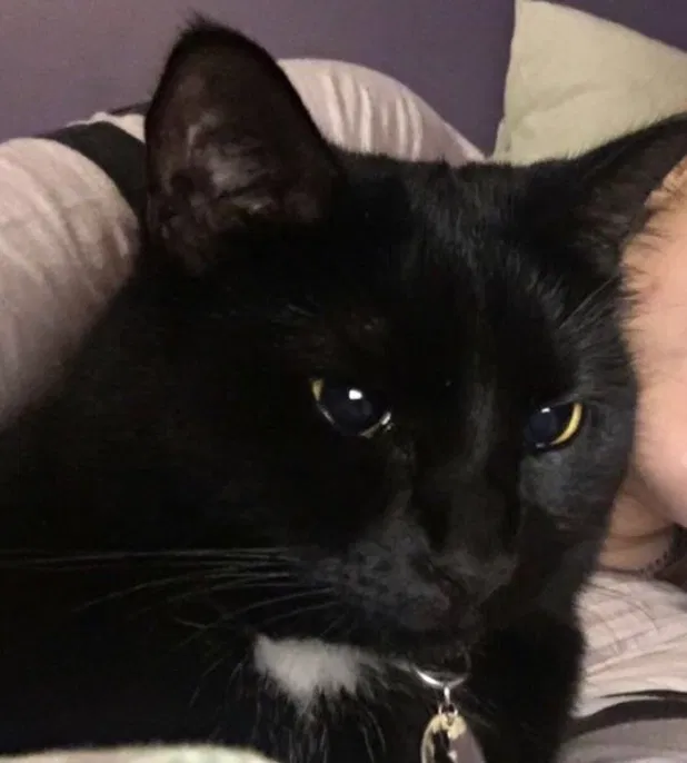 Lost cat in Indianapolis, IN, 46221