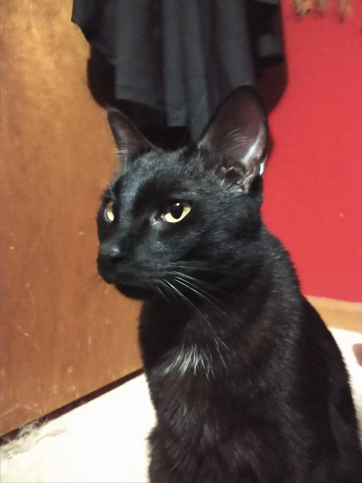 Lost cat in Joplin, MO, 64801