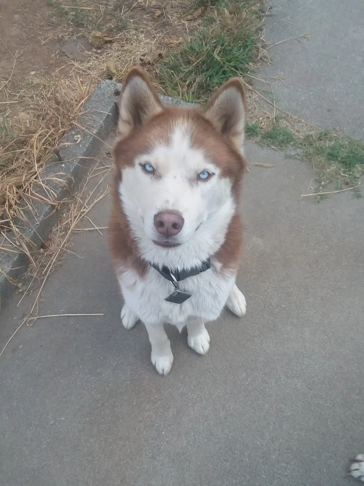 Lost dog in Sacramento, CA, 95838