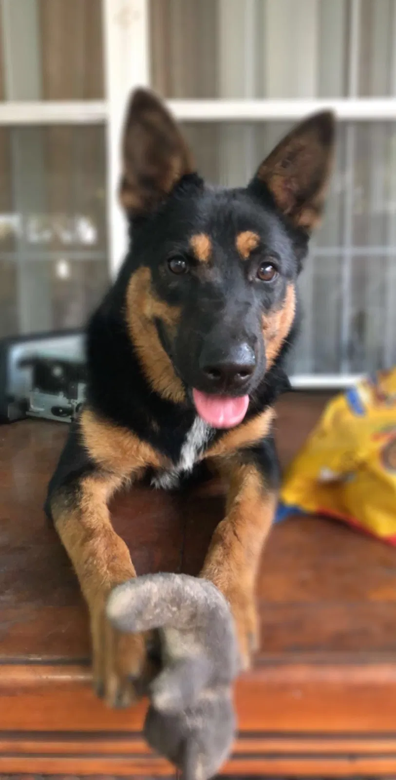 Lost dog in Miami, FL, 33125