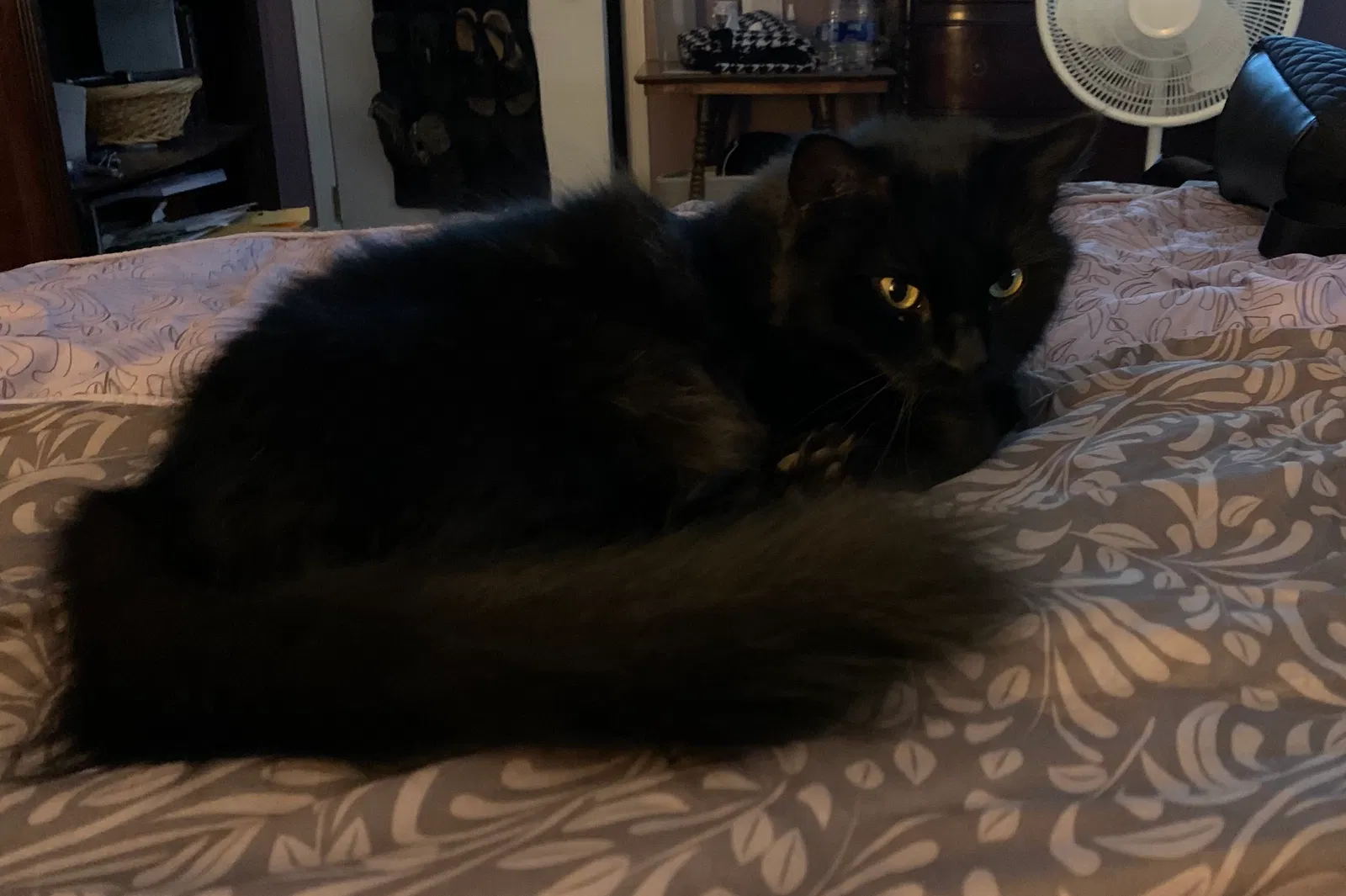 Lost cat in Chattanooga, TN, 37415