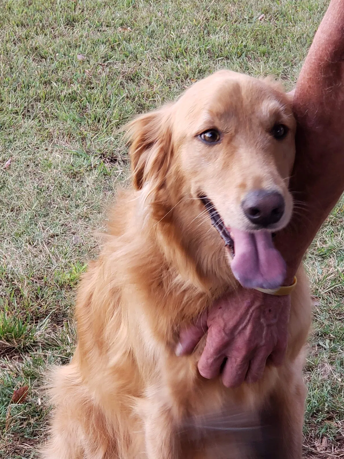 Lost dog in Winchester, TN, 37398