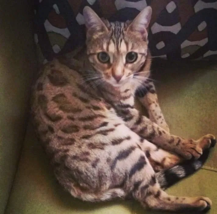 Lost cat in Greensboro, NC, 27406