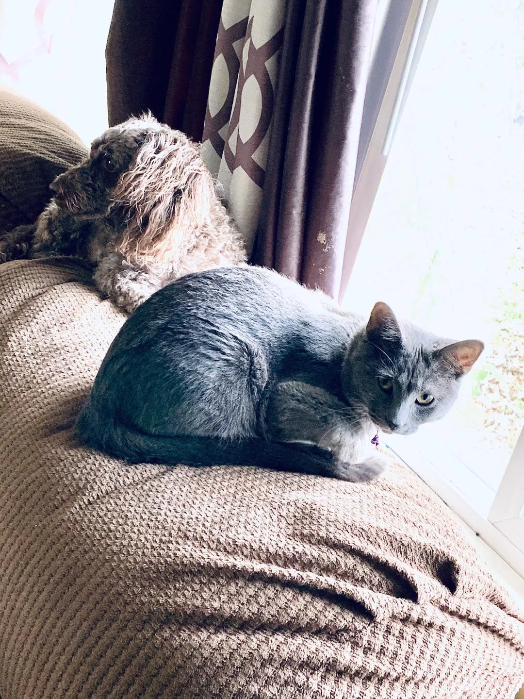 Lost cat in Indianapolis, IN, 46222