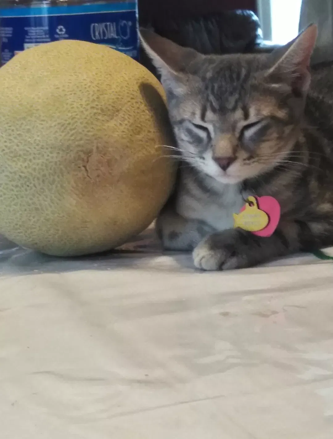 Lost cat in Kansas City, KS, 66102