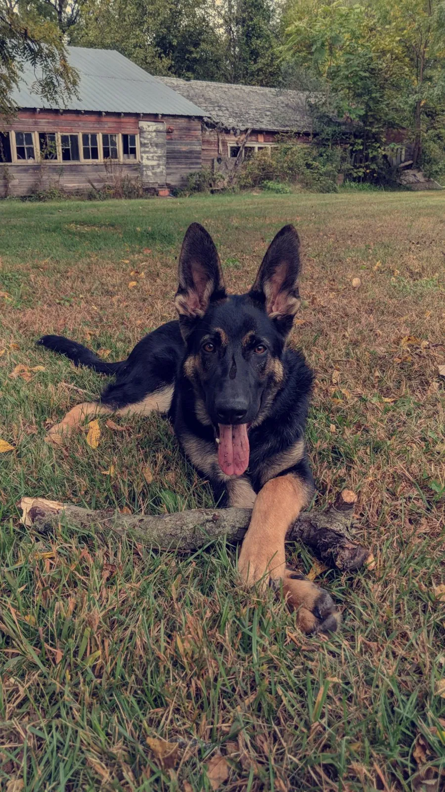 Lost dog in Plymouth, IN, 46563