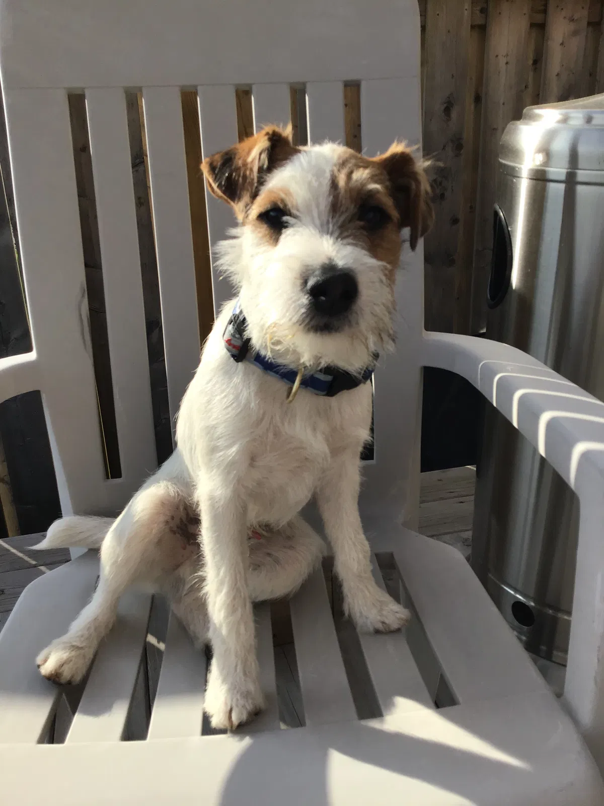 Lost dog in Unknown, WY, 0