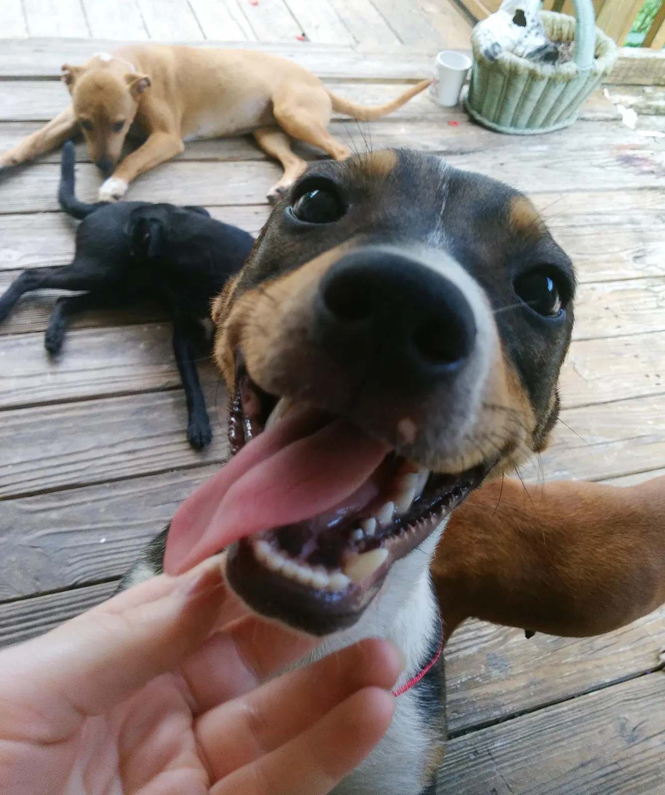Lost dog in Whiteville, NC, 28472