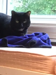 Lost cat in Lagrangeville, NY, 12540