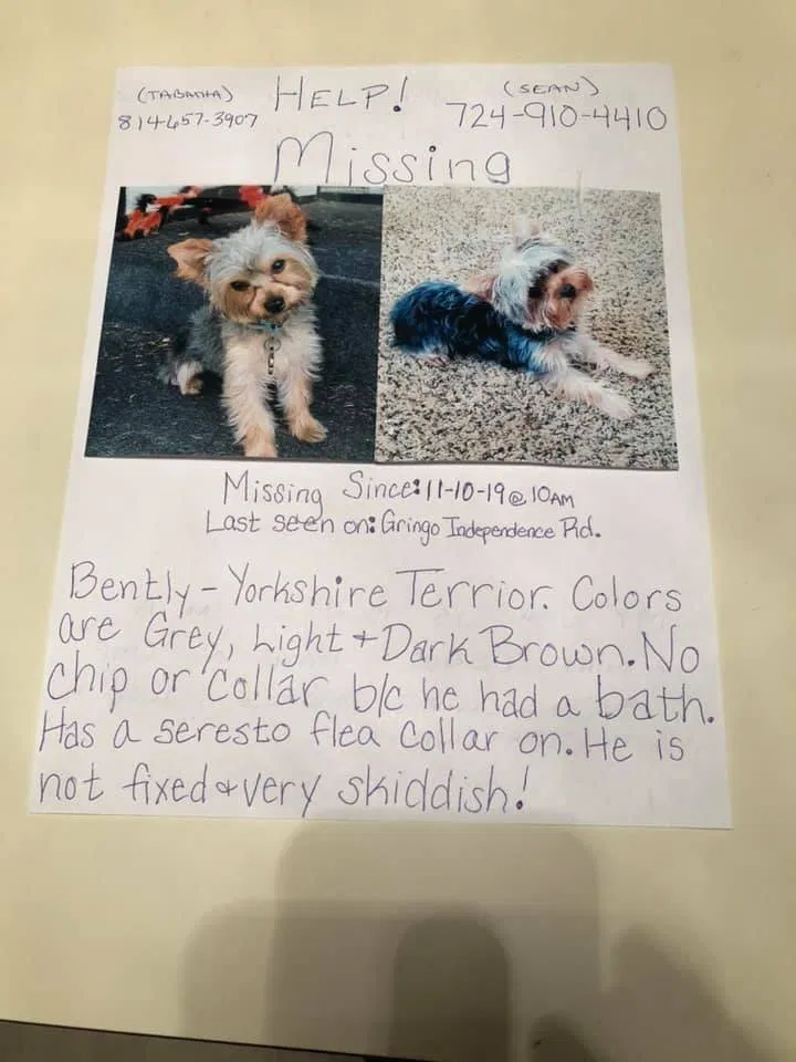 Lost dog in Aliquippa, PA, 15001