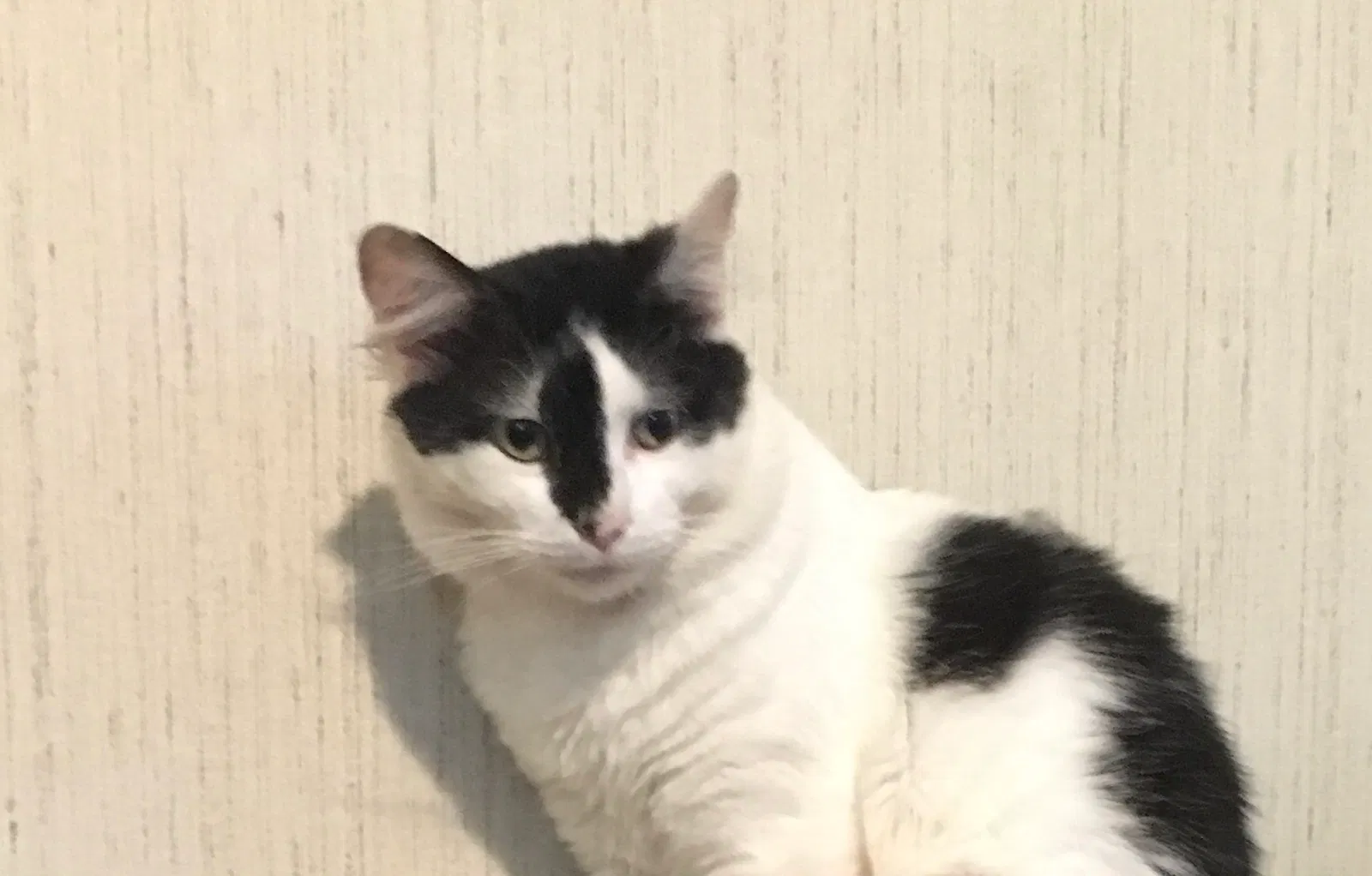 Lost cat in Maynardville, TN, 37807