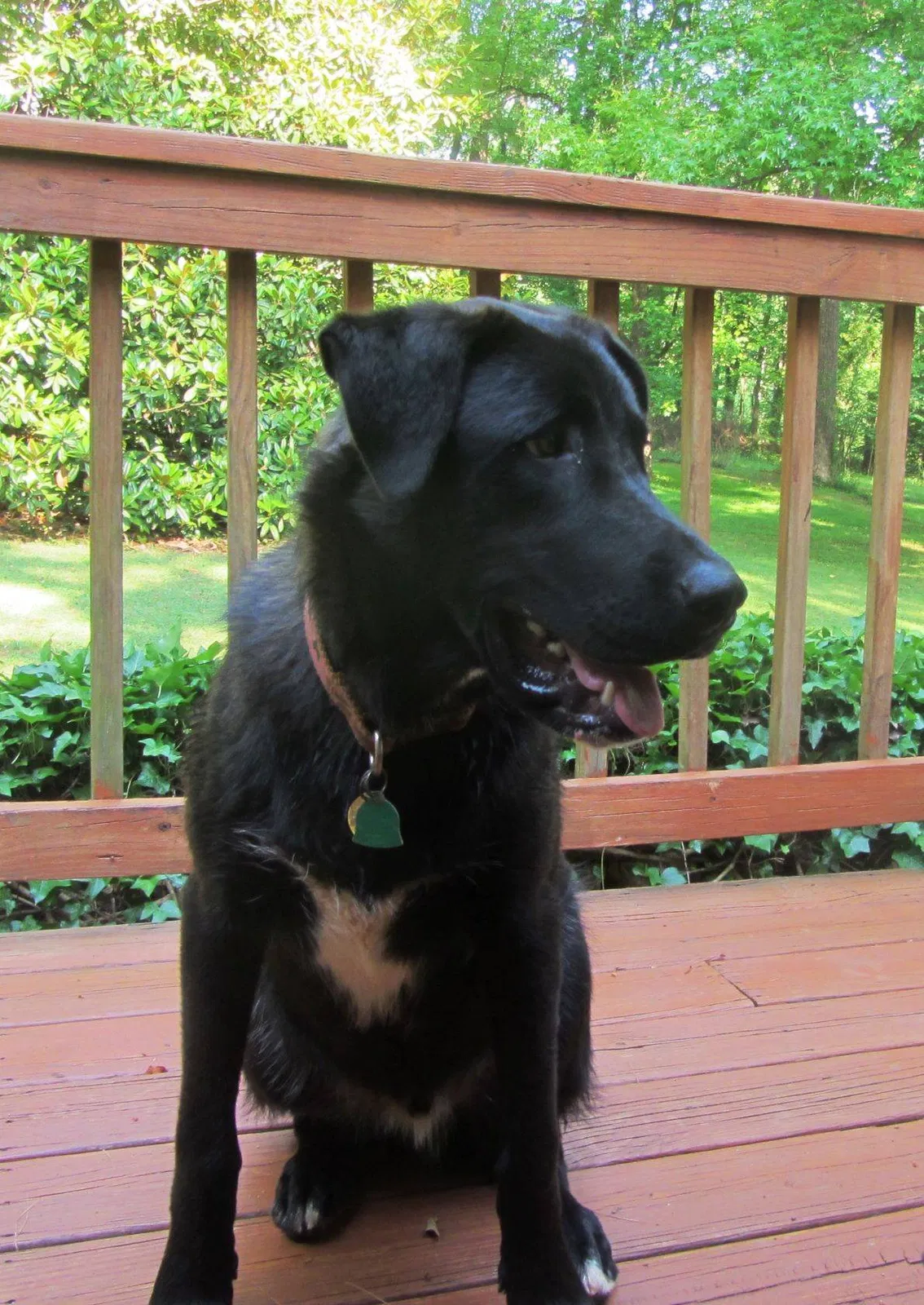 Lost dog in Piedmont, SC, 29673