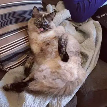 Lost cat in Gilbert, AZ, 85296