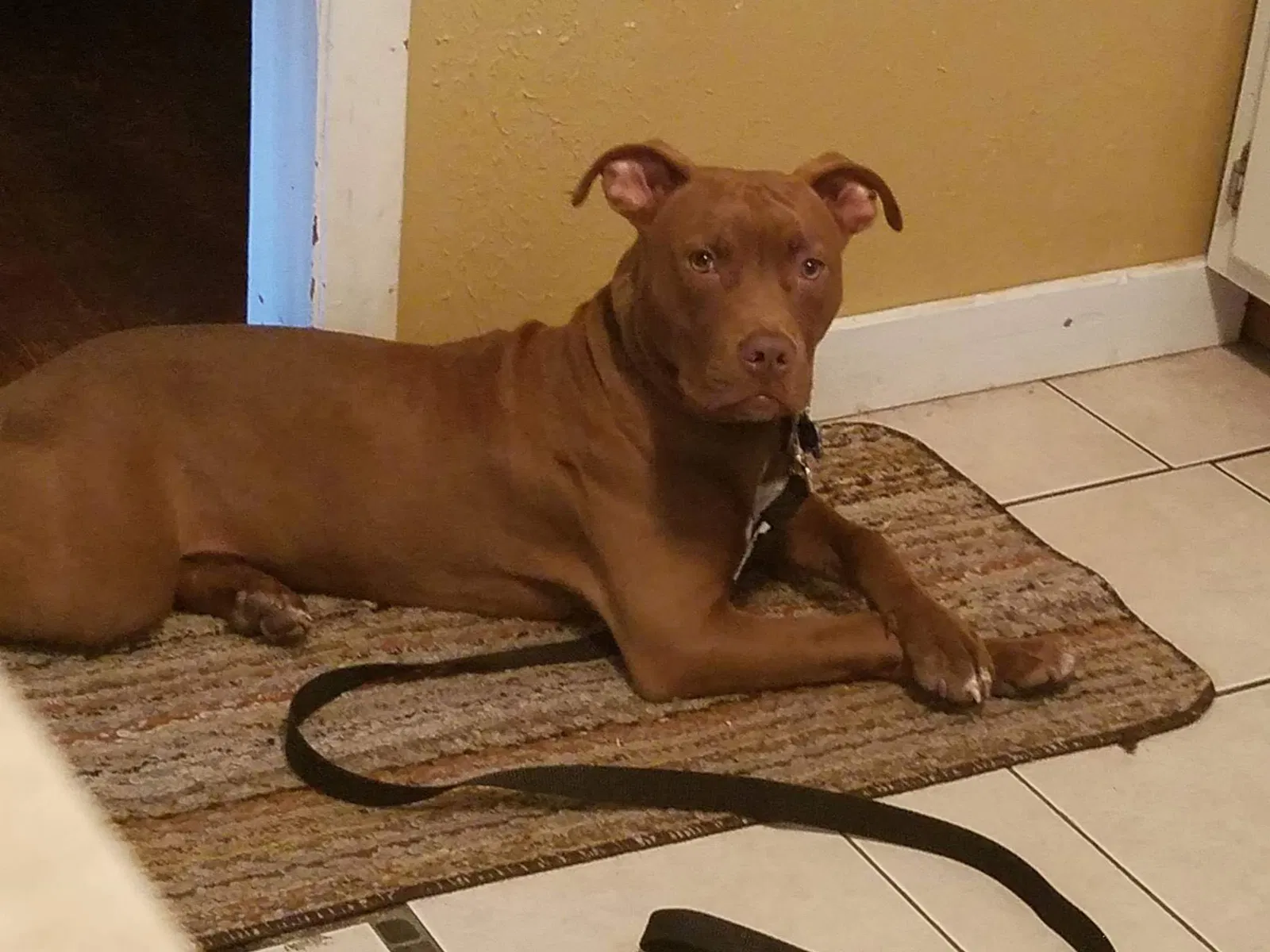 Lost dog in Augusta, GA, 30906