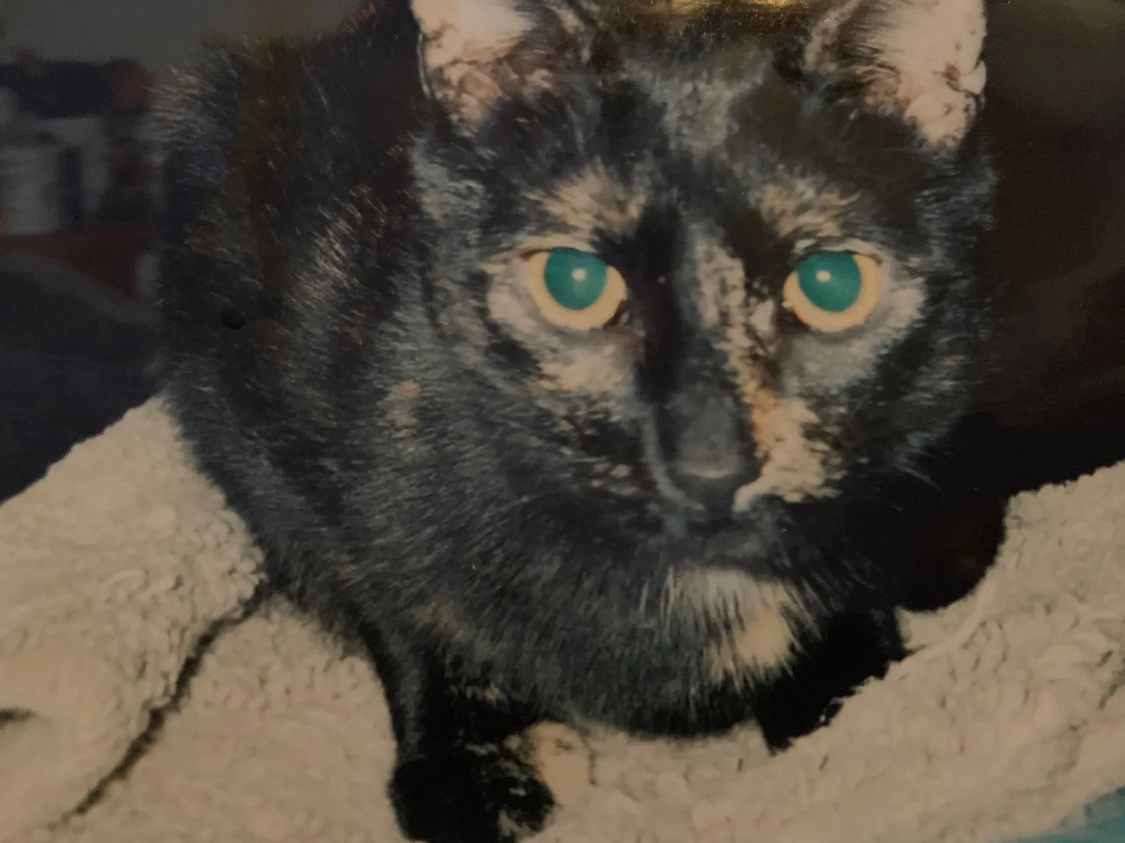 Lost cat in Austin, TX, 78734