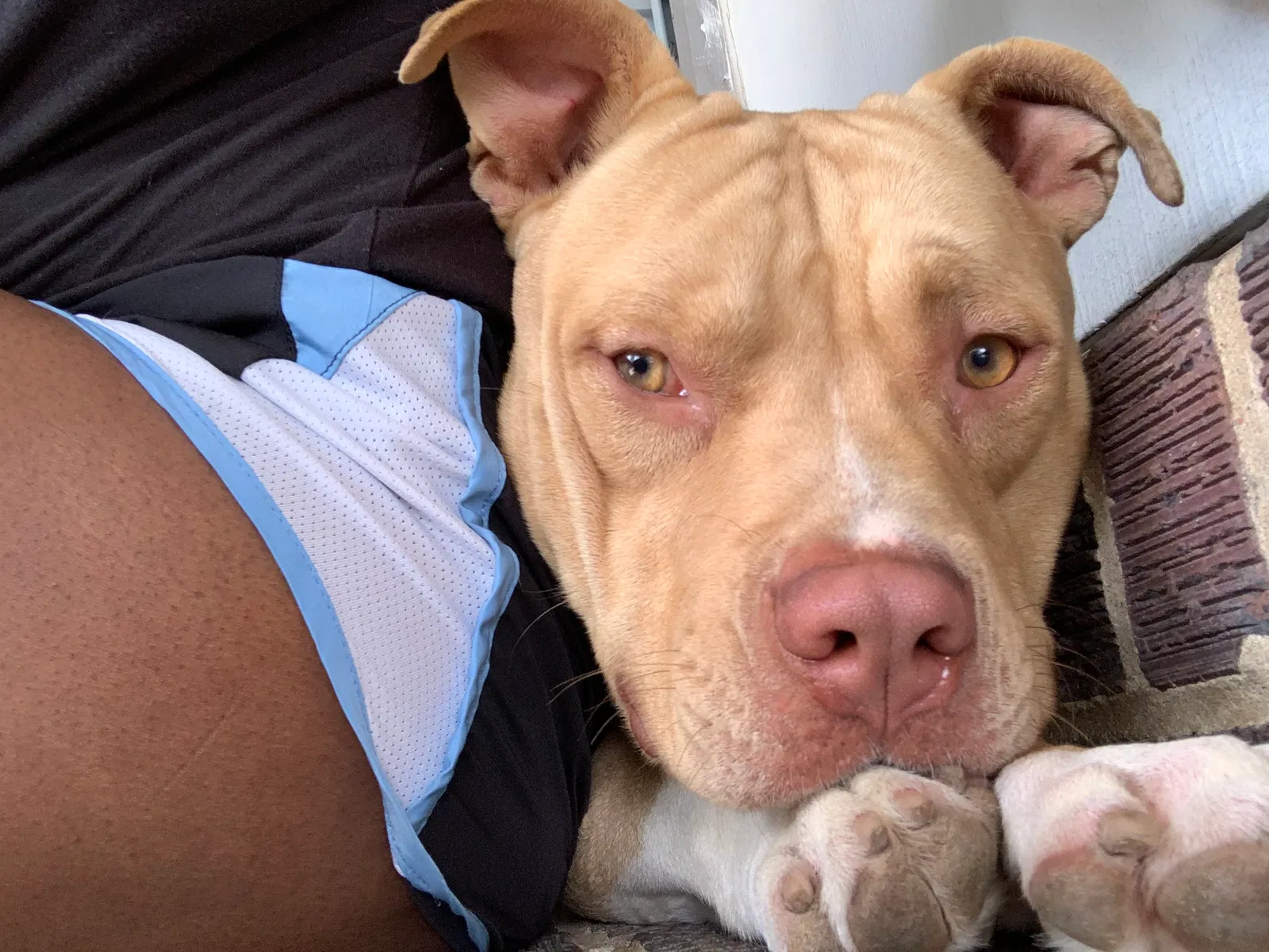 Lost dog in Augusta, GA, 30906