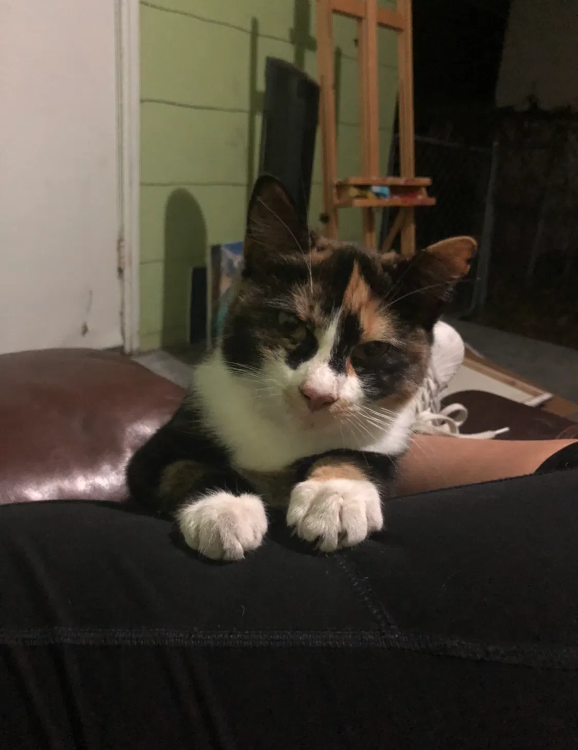 Lost cat in Clearwater, FL, 33755