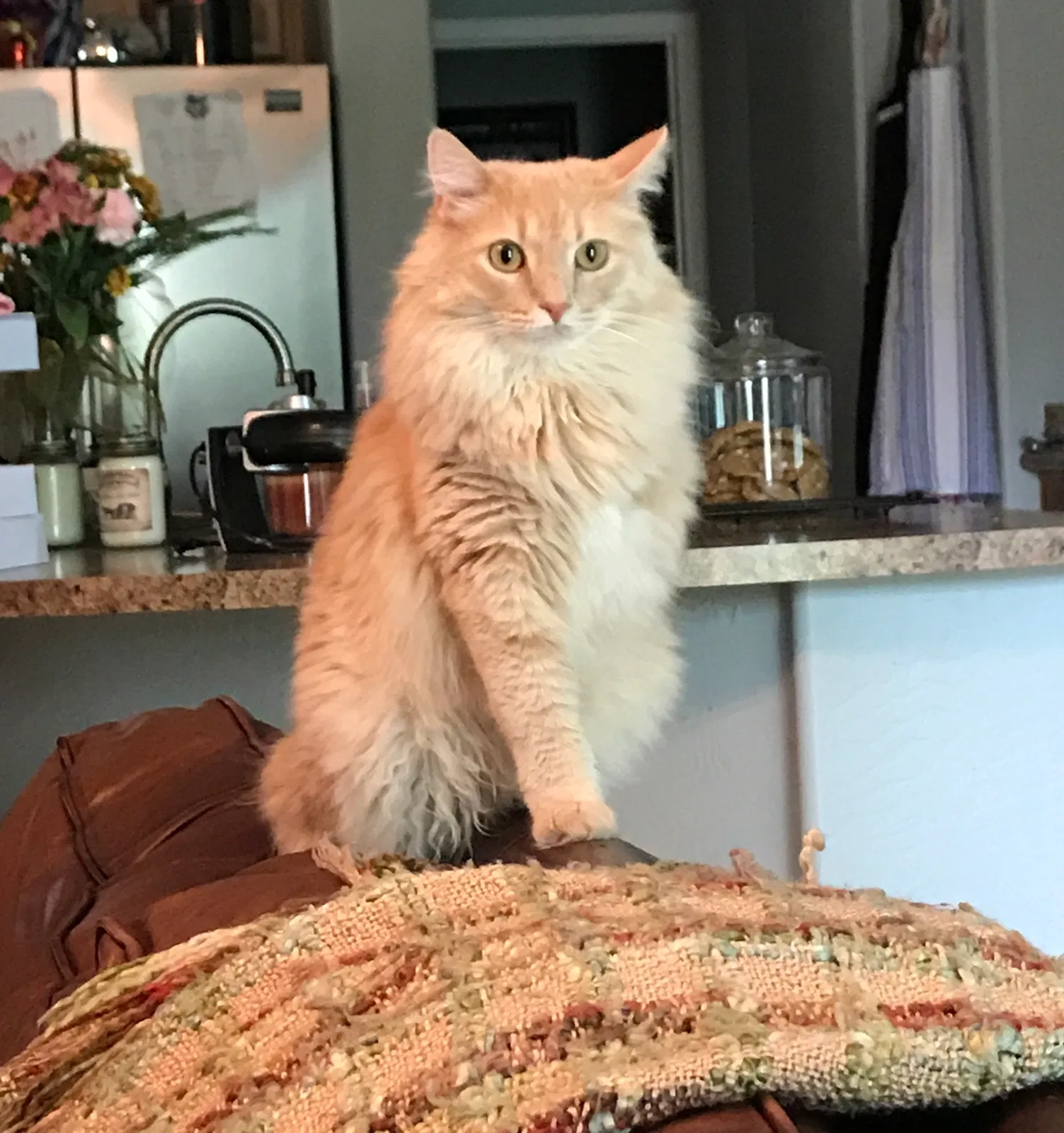Lost cat in Gilbert, AZ, 85298