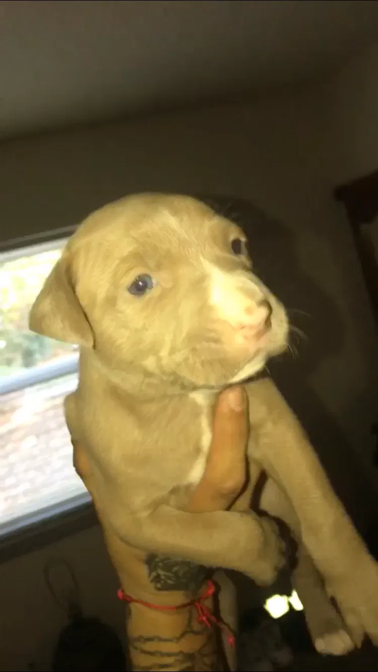 Lost dog in Roswell, GA, 30075