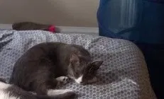 Lost cat in Petersburg, NY, 12138