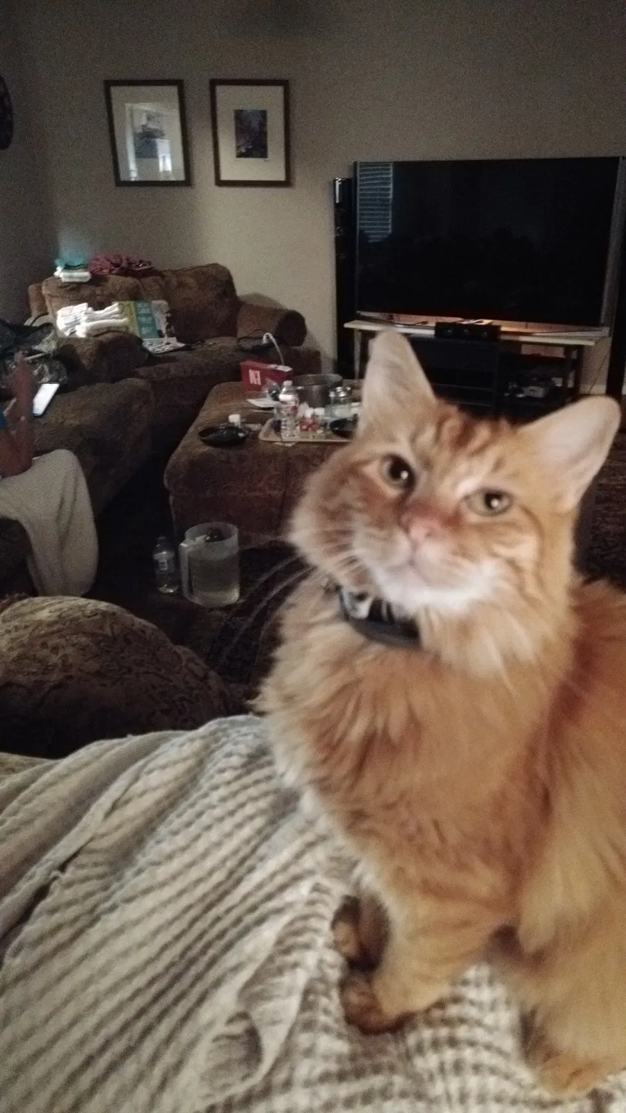 Lost cat in Lawton, OK, 73505