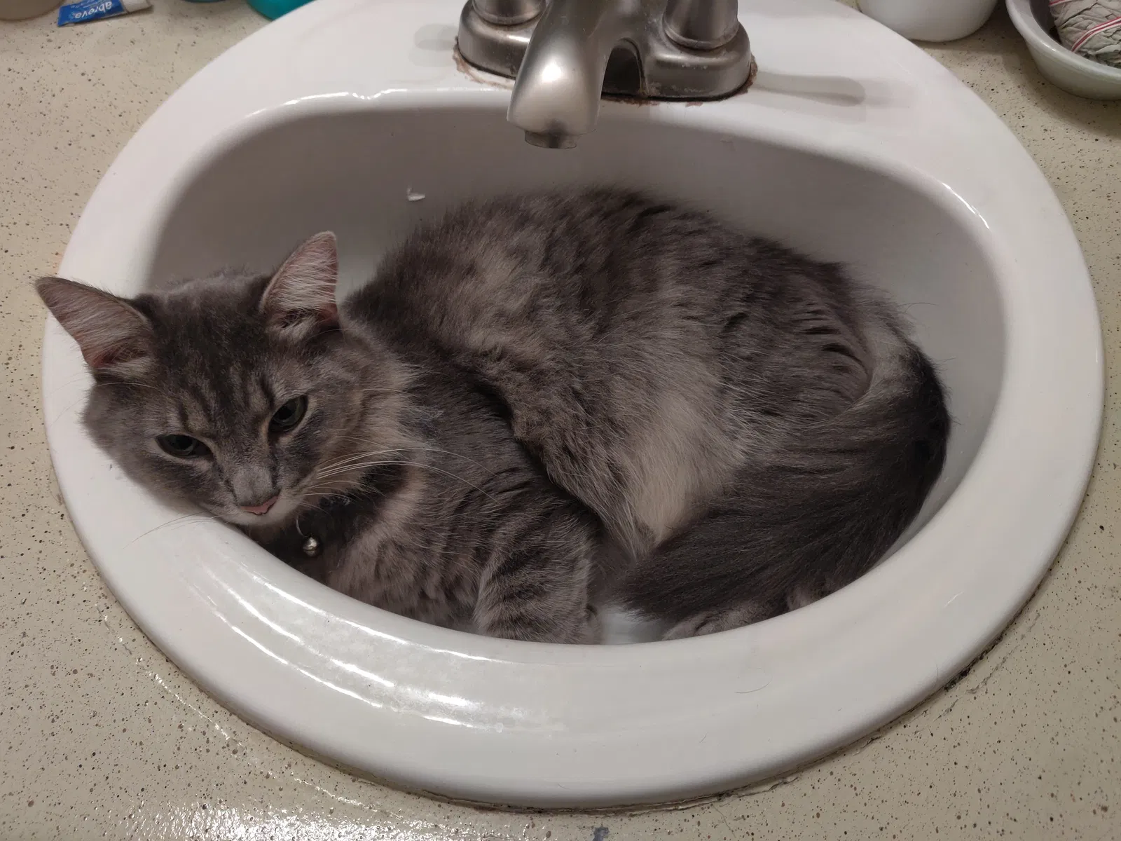 Lost cat in Corpus Christi, TX, 78415