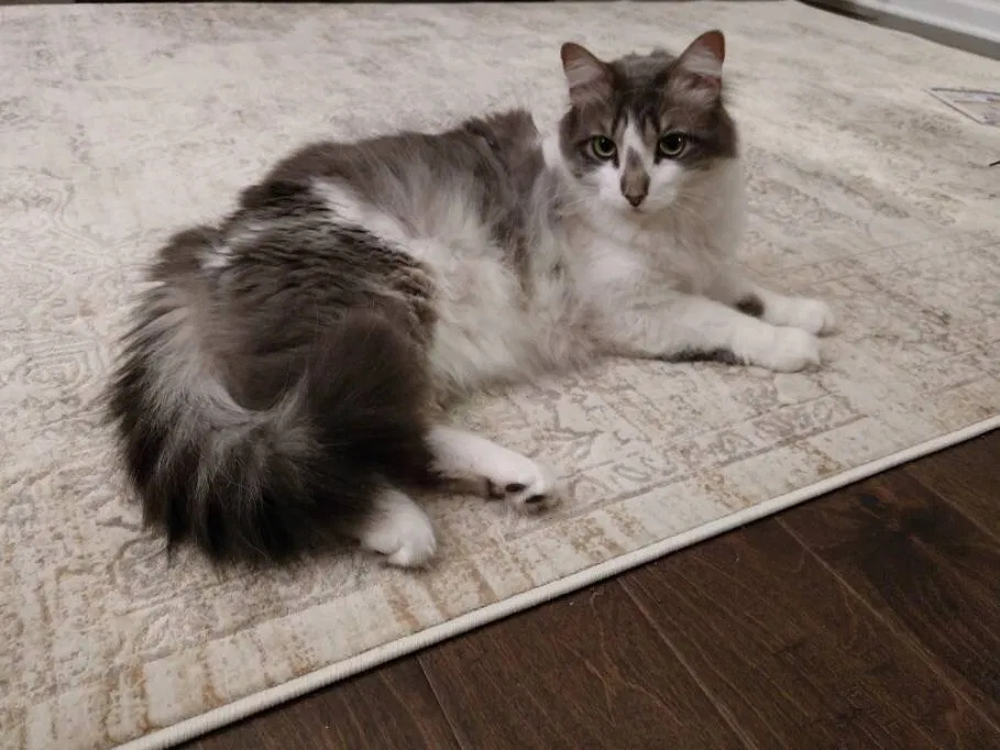 Lost cat in Saint Paul, MN, 55119
