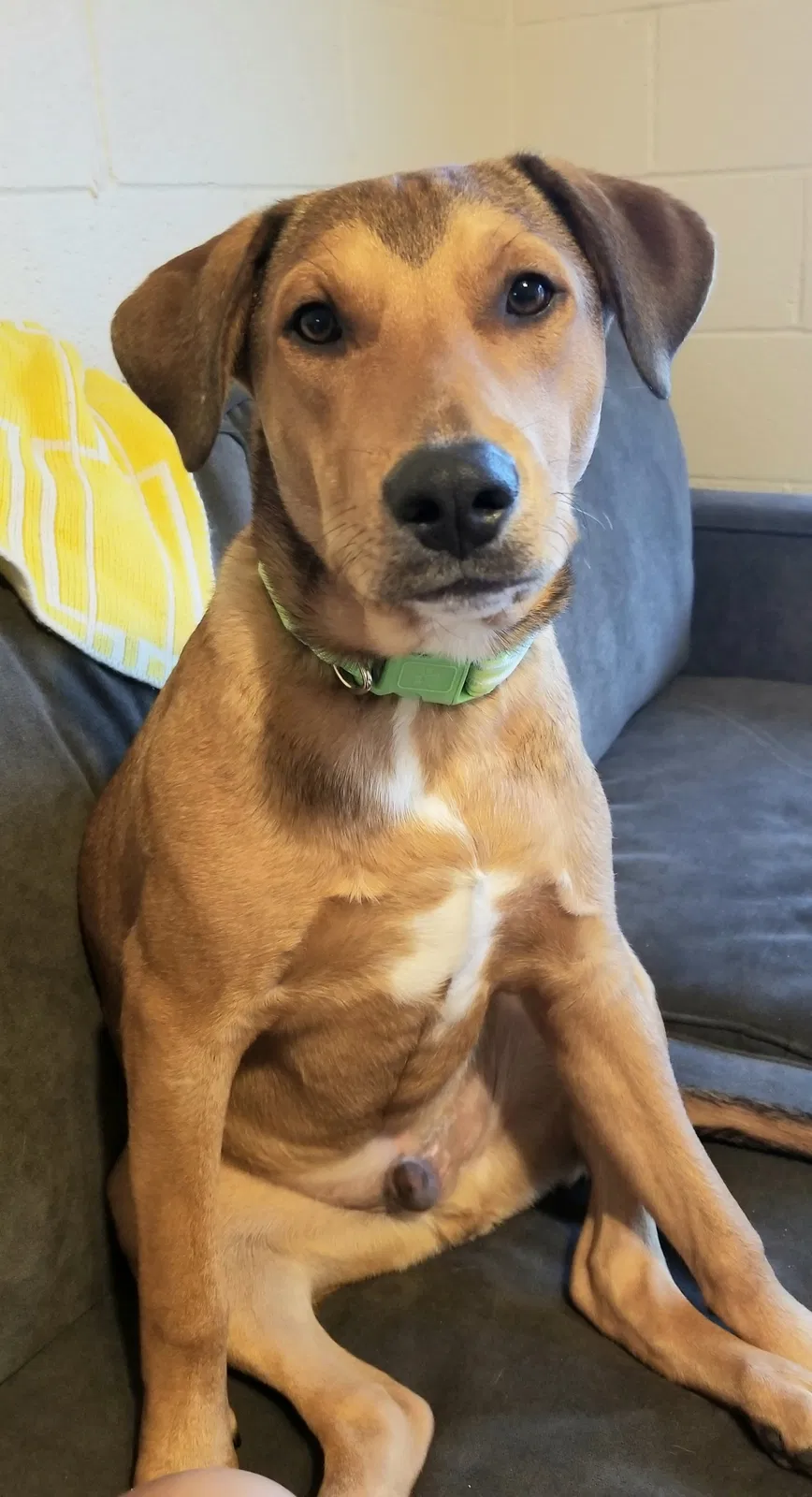 Lost dog in Honolulu, HI, 96818