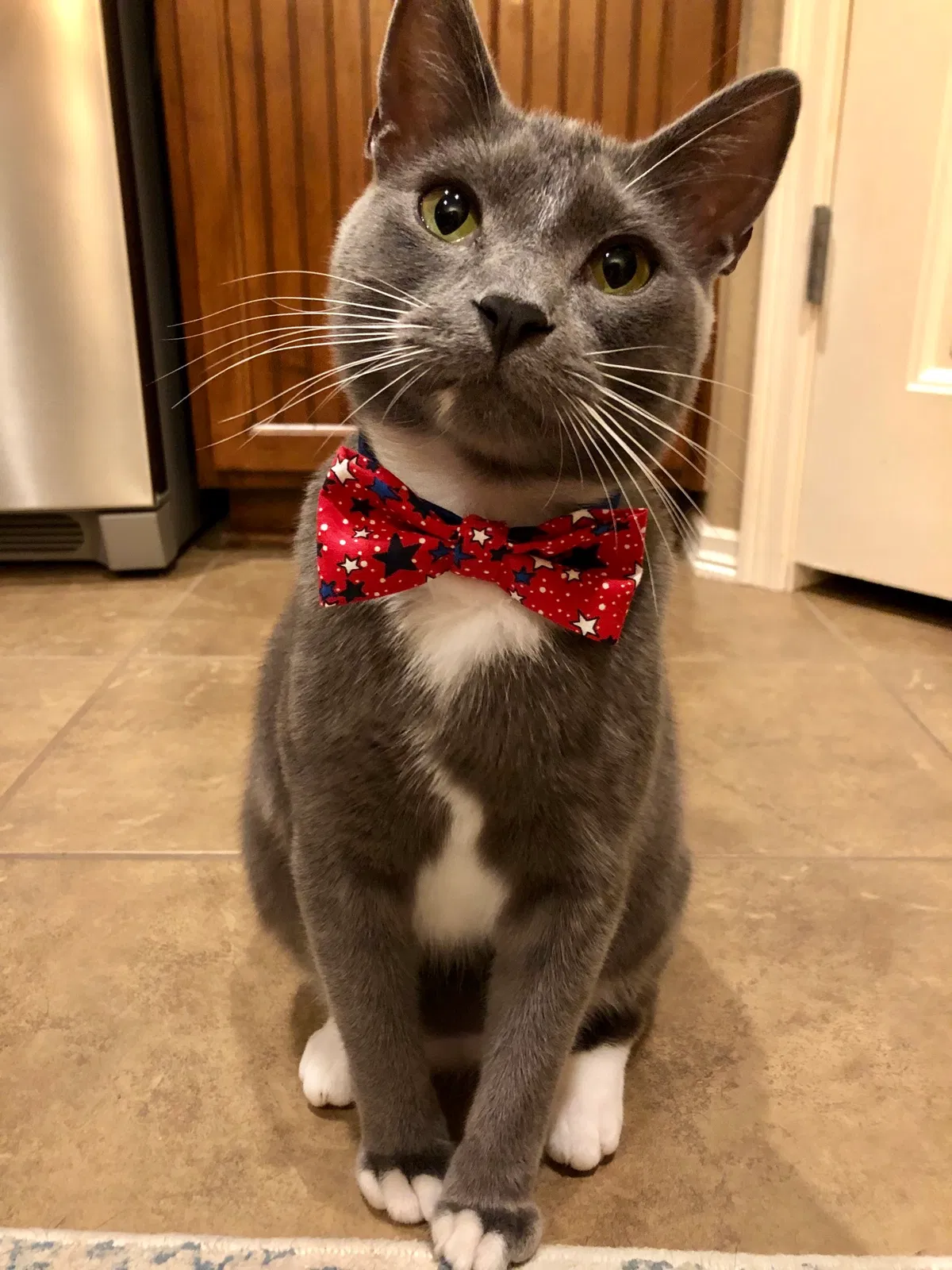Lost cat in Bixby, OK, 74008