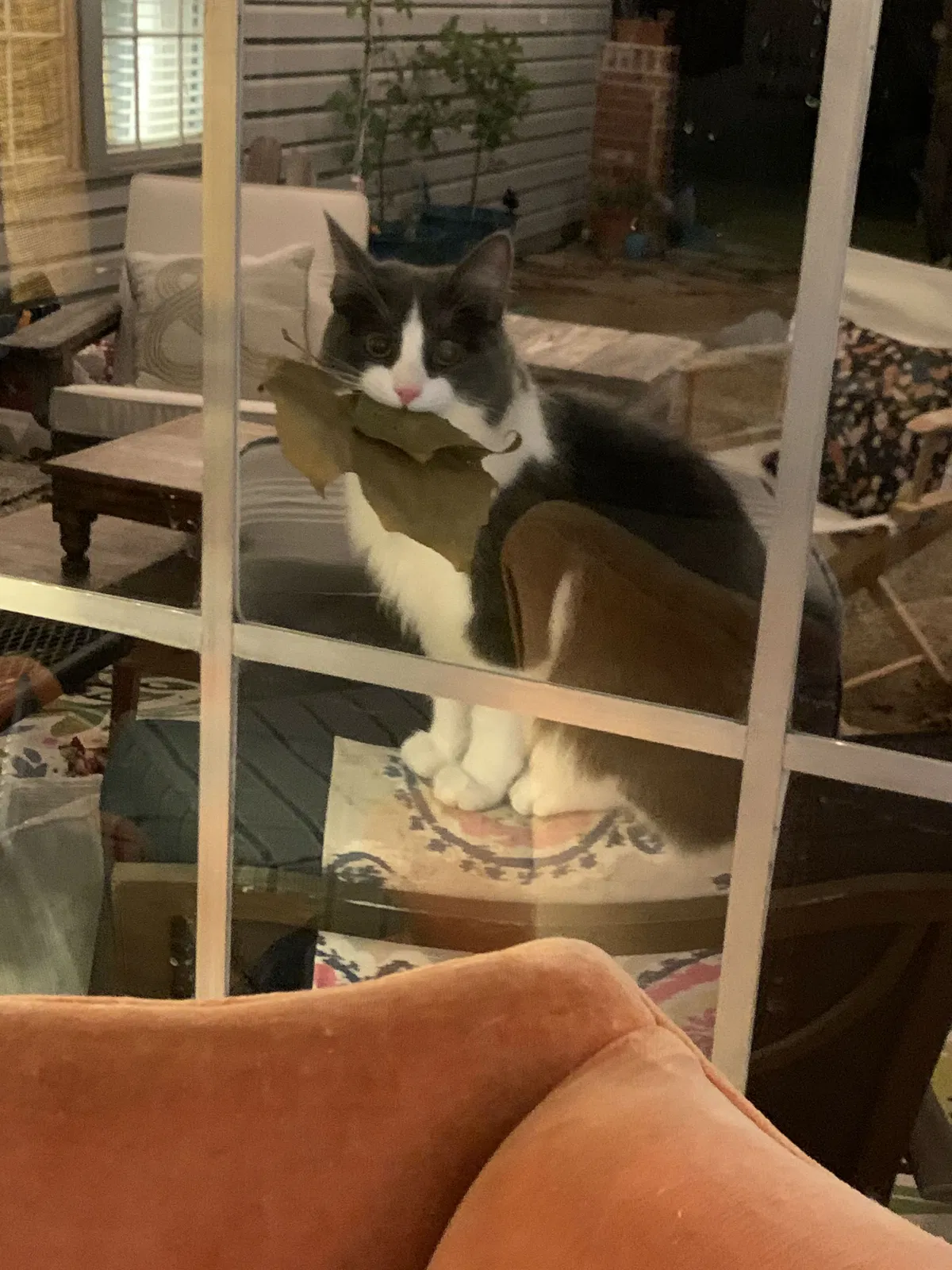 Lost cat in Plano, TX, 75023