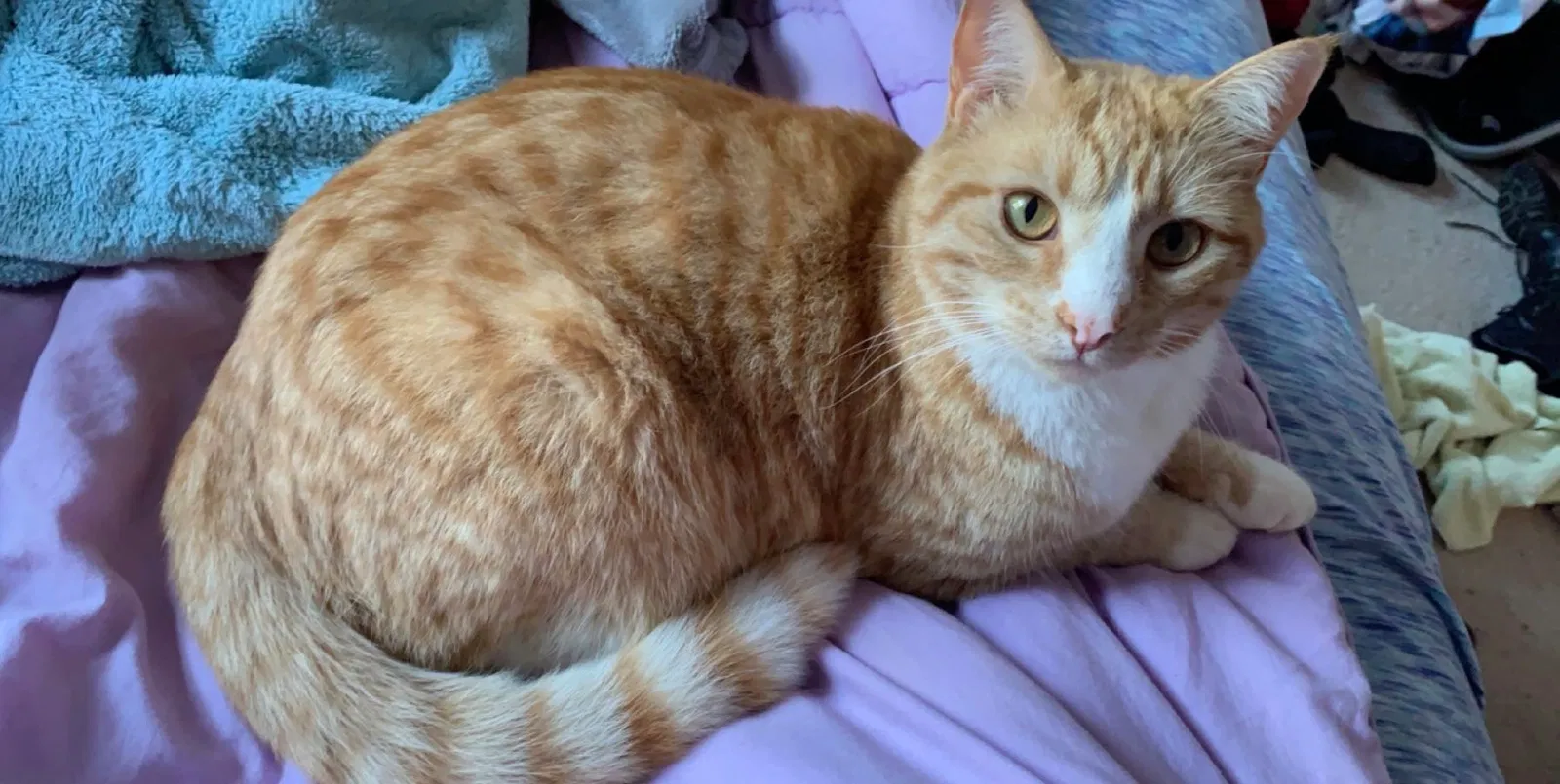 Lost cat in Bowdon, GA, 30108