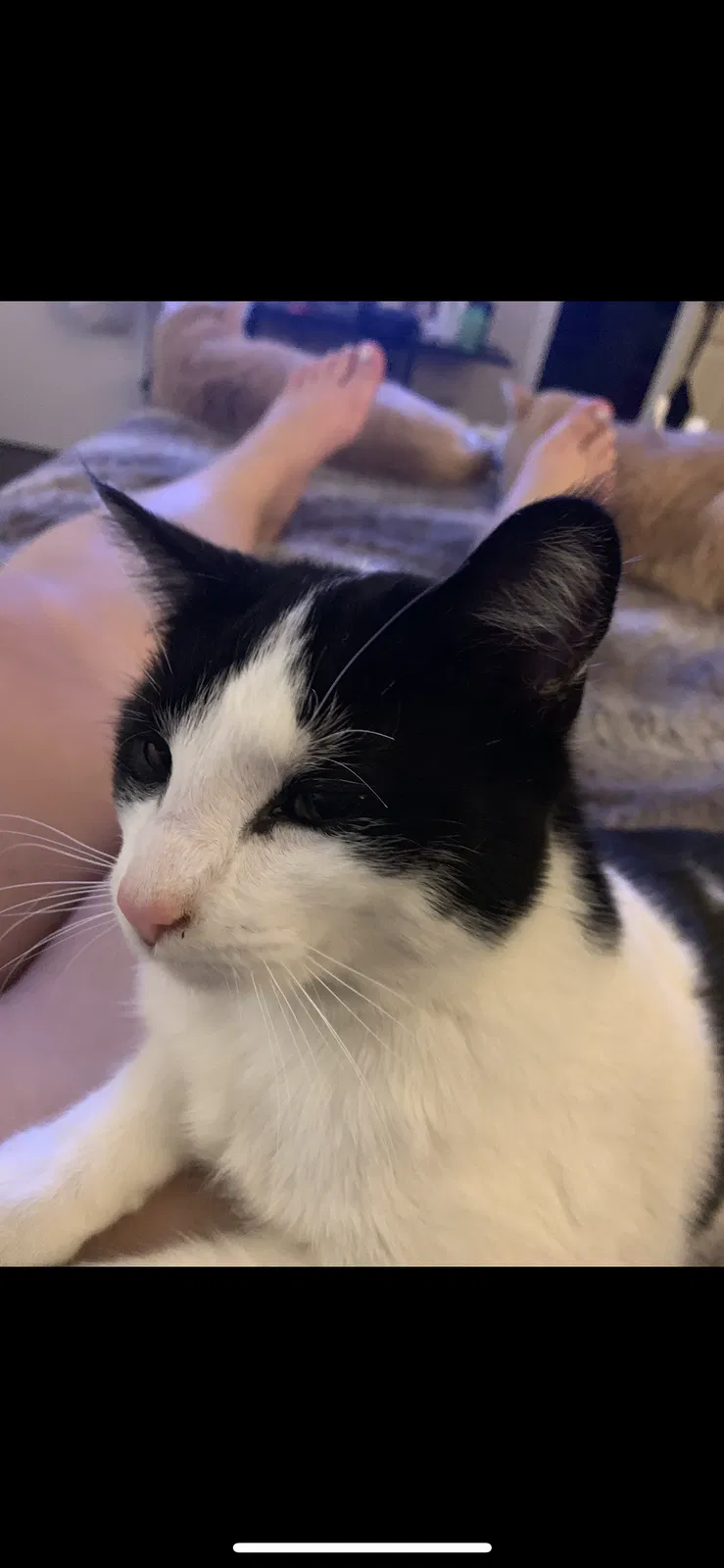 Lost cat in Middletown, OH, 45044