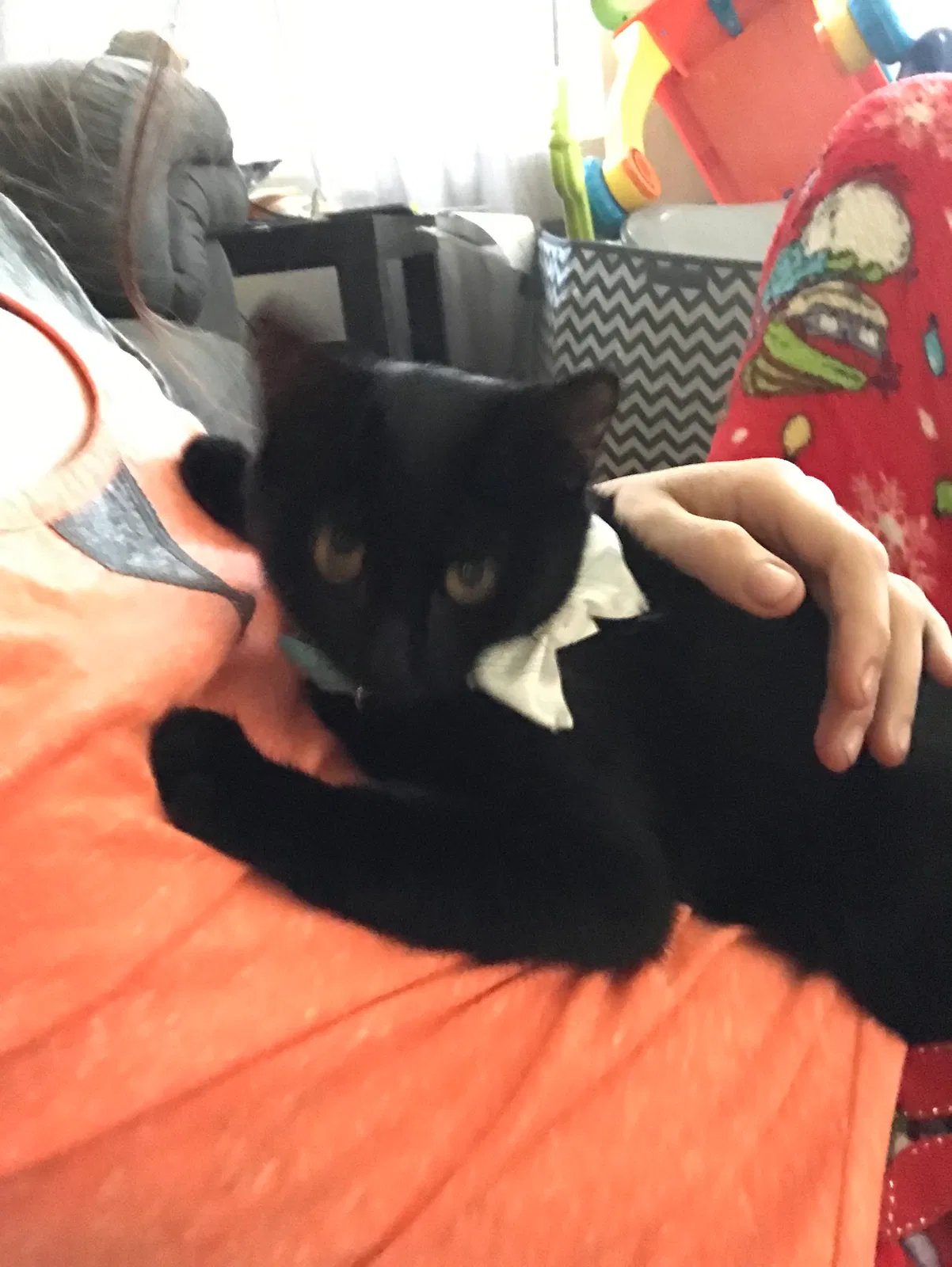 Lost cat in Wheat Ridge, CO, 80033