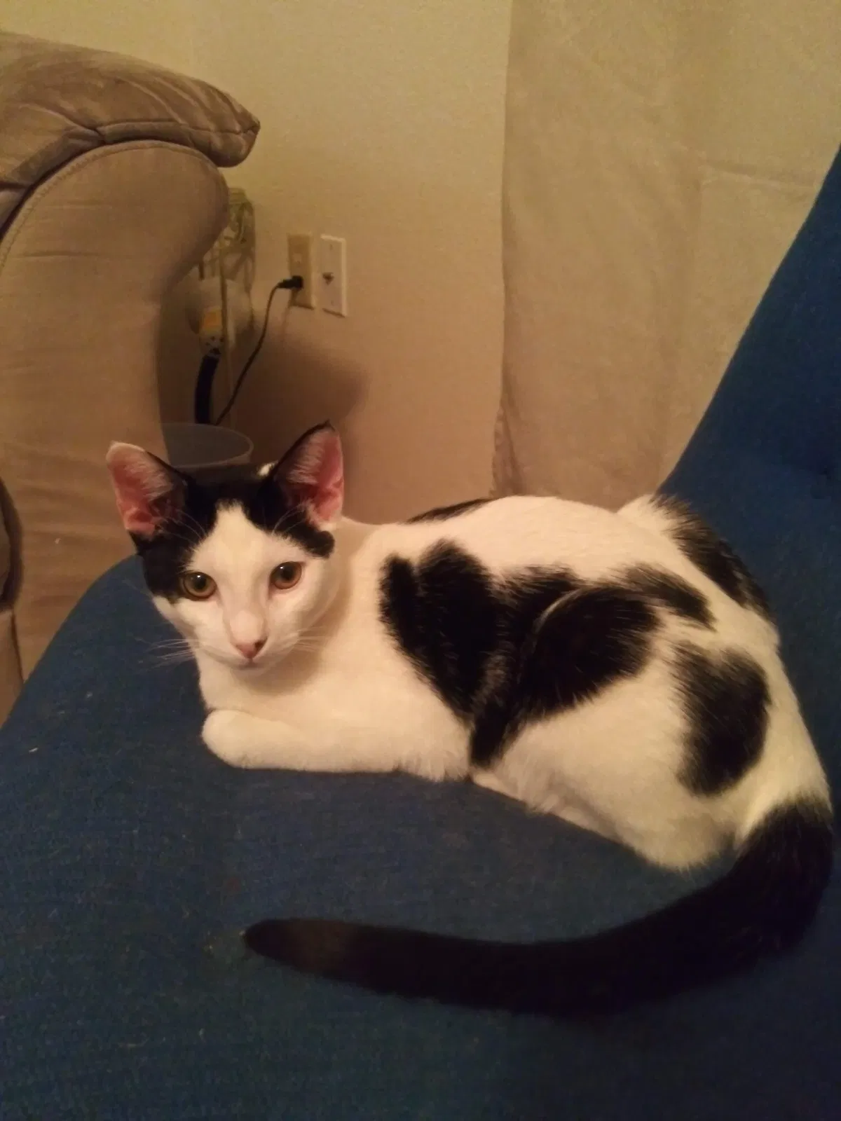 Lost cat in Tucson, AZ, 85712