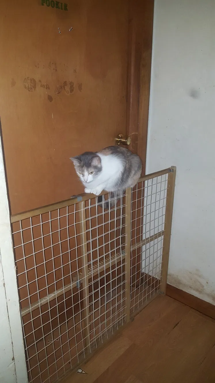 Lost cat in West Chester, OH, 45069