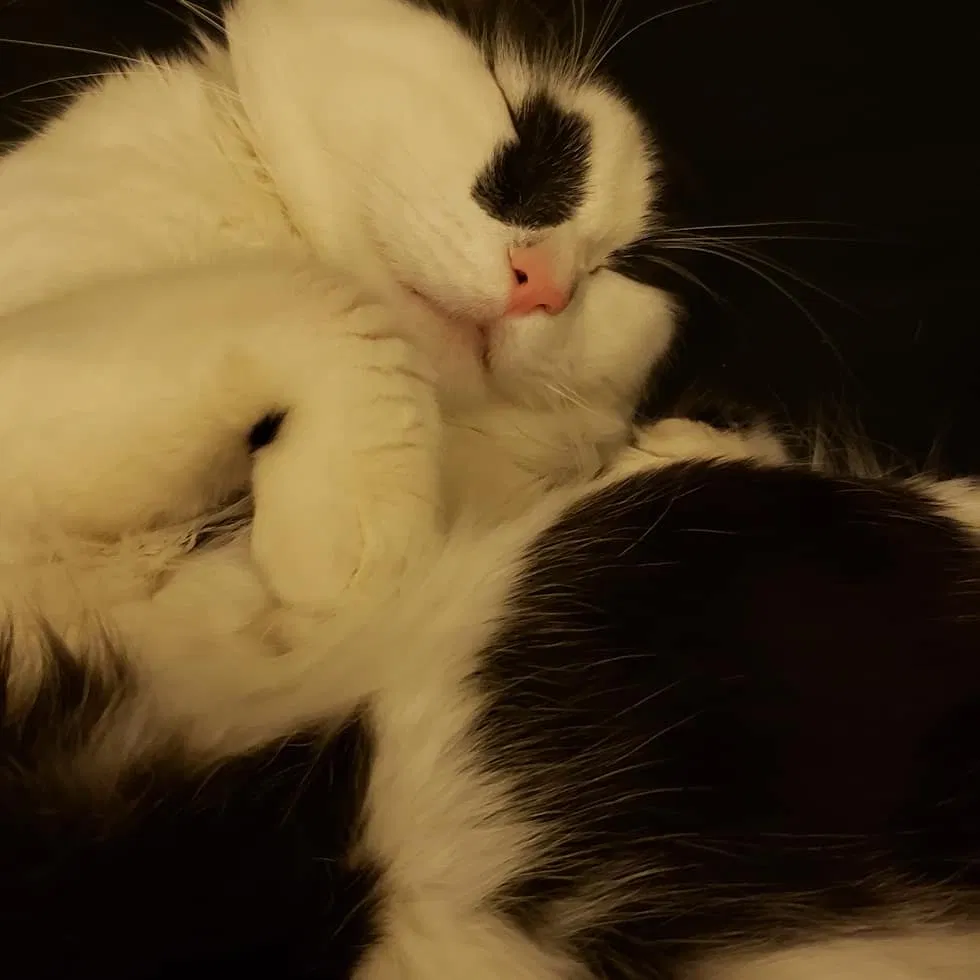 Lost cat in Colorado Springs, CO, 80915