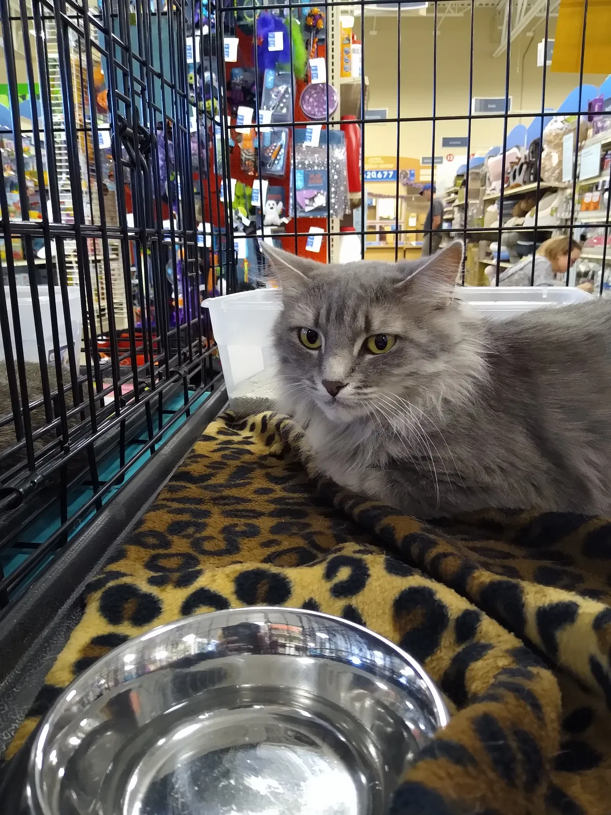 Lost cat in Valdosta, GA, 31602
